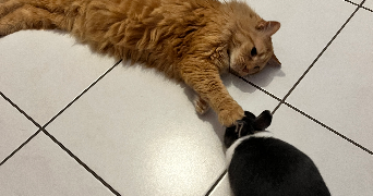 tiphaine pet sitter à SCHEIBENHARD 67630_2