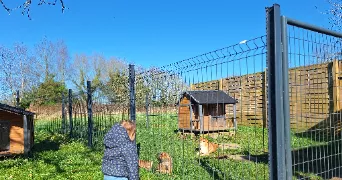 tanguy dog sitter à PONTIVY 56300