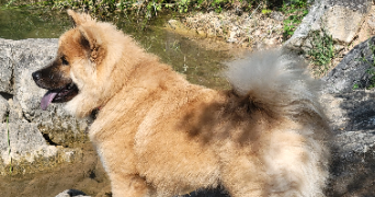 fanny pet sitter à LE LUC 83340_2