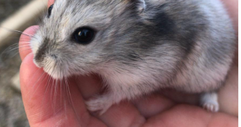 laura pet sitter à BORDEAUX 33100_6