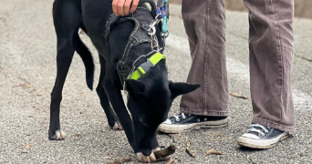 maia pet sitter à SEYSSINET PARISET 38170_0