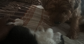 alexann pet sitter à LAON 02000_4