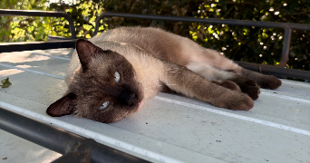 célia pet sitter à VITRAC ST VINCENT 16310_1