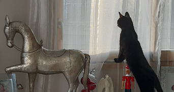 anne-sophie cat sitter à CHATEAU THEBAUD 44690_3