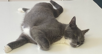 maud pet sitter à ST CYR L ECOLE 78210_7