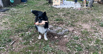 magali pet sitter à LE LUC 83340_1