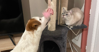 manon pet sitter à LOMBRON 72450_0