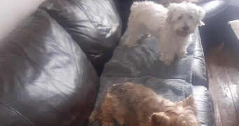 marina pet sitter à PARIS 17 75017_8