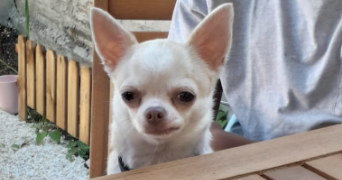 alison pet sitter à CLICHY SOUS BOIS 93390_0