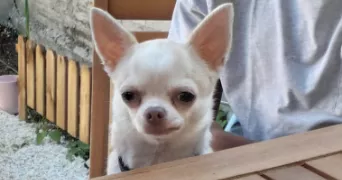 alison pet sitter à CLICHY SOUS BOIS 93390