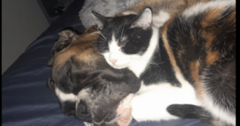 francis pet sitter à DURAVEL 46700_3