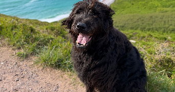 marie pet sitter à LIMAY 78520_6