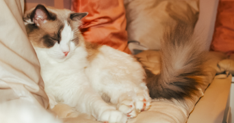 oceane pet sitter à SEVRIER 74320_2