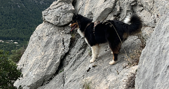 anais pet sitter à CUERS 83390_1