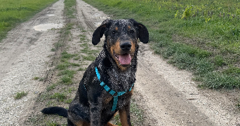 elisa pet sitter à PESSINES 17810_1