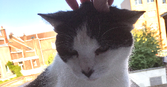 sabrine pet sitter à MONTPELLIER 34000_3