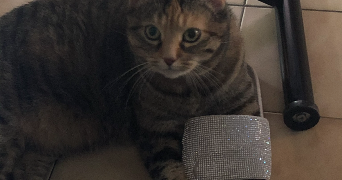 fanny pet sitter à MAISONS ALFORT 94700_0