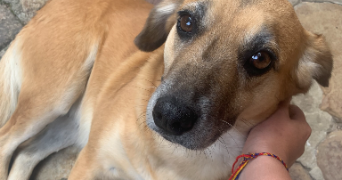 nina pet sitter à ST RAPHAEL 83700_4