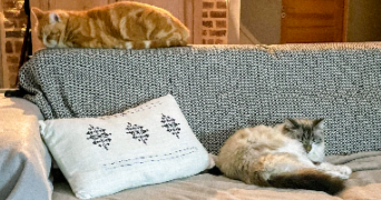 aurelien pet sitter à SAINGHIN EN MELANTOIS 59262_3
