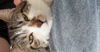 dorine pet sitter à FROUARD 54390_2