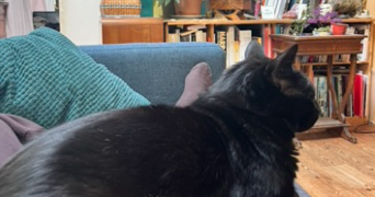 blanche pet sitter à RENNES 35000_4