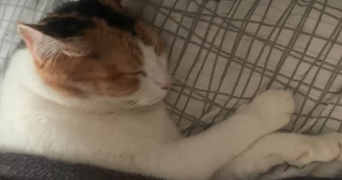 nathanael pet sitter à MURET 31600_2