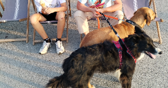 anne pet sitter à GUEMENE PENFAO 44290_8