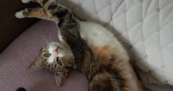 emma pet sitter à LE THUIT DE L OISON 27370_3