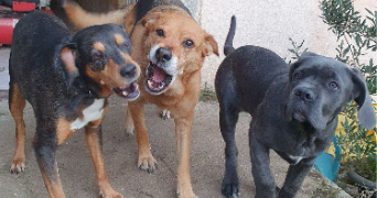 valentin pet sitter à TOULON 83100_2