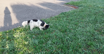 isabelle pet sitter à MEAUX 77100_1