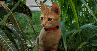 yvanna pet sitter à ORLEANS 45000_2