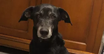 muriel dog sitter à MORSANG SUR ORGE 91390