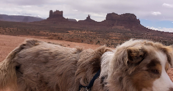 josephine pet sitter à LIEUREY 27560_1