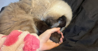 charlotte cat sitter à STRASBOURG 67000_2