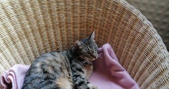 sandrine pet sitter à LYON 05 69005_0