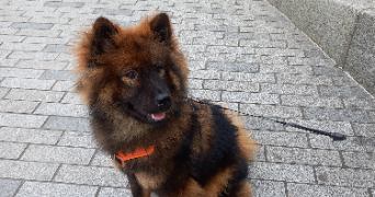 erwin pet sitter à Toulon 83000_3