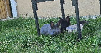 wendy pet sitter à GRAULHET 81300_5
