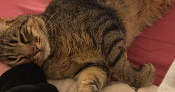 clarabouillault pet sitter à ROUEN 76000_7
