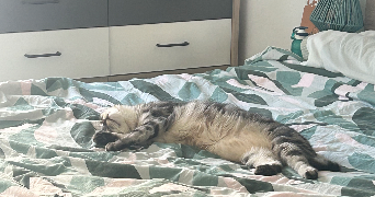 ophélie  pet sitter à ST HERBLAIN 44800_7