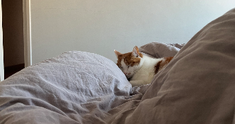 camille pet sitter à TOULOUSE 31000_0