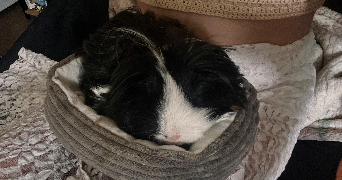 hélène pet sitter à TOULOUSE 31400_1