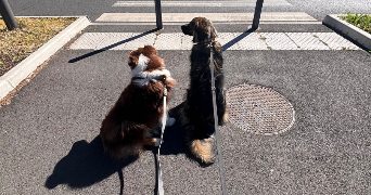 mathilde pet sitter à CERGY 95800_3