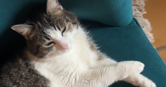 suzy pet sitter à DIJON 21000_1