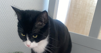 elif cat sitter à CLICHY SOUS BOIS 93390_0