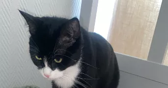 elif cat sitter à CLICHY SOUS BOIS 93390
