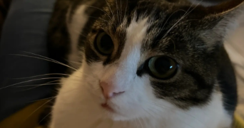 lea pet sitter à Étampes 91150_3
