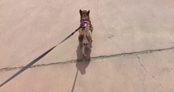 stéphanie pet sitter à BRAS 83149_3