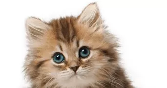 manal  pet sitter à ANTONY 92160