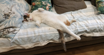 jade pet sitter à VILLEURBANNE 69100_1