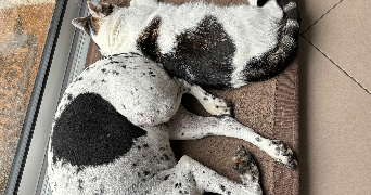 estelle pet sitter à CHAMBLY 60230_2